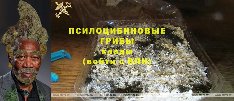 Галлюциногенные грибы Psilocybe  Гусев 